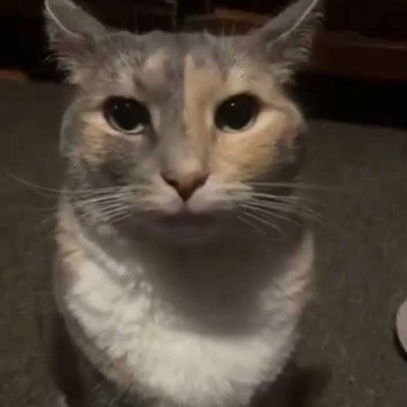 meowyymix